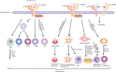 IL-36 Cytokines: Their Roles in Asthma and Potential as a Therapeutic